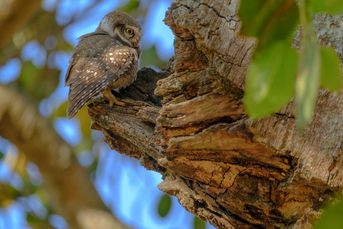 Spotted Owlet - Nara Jayaraman