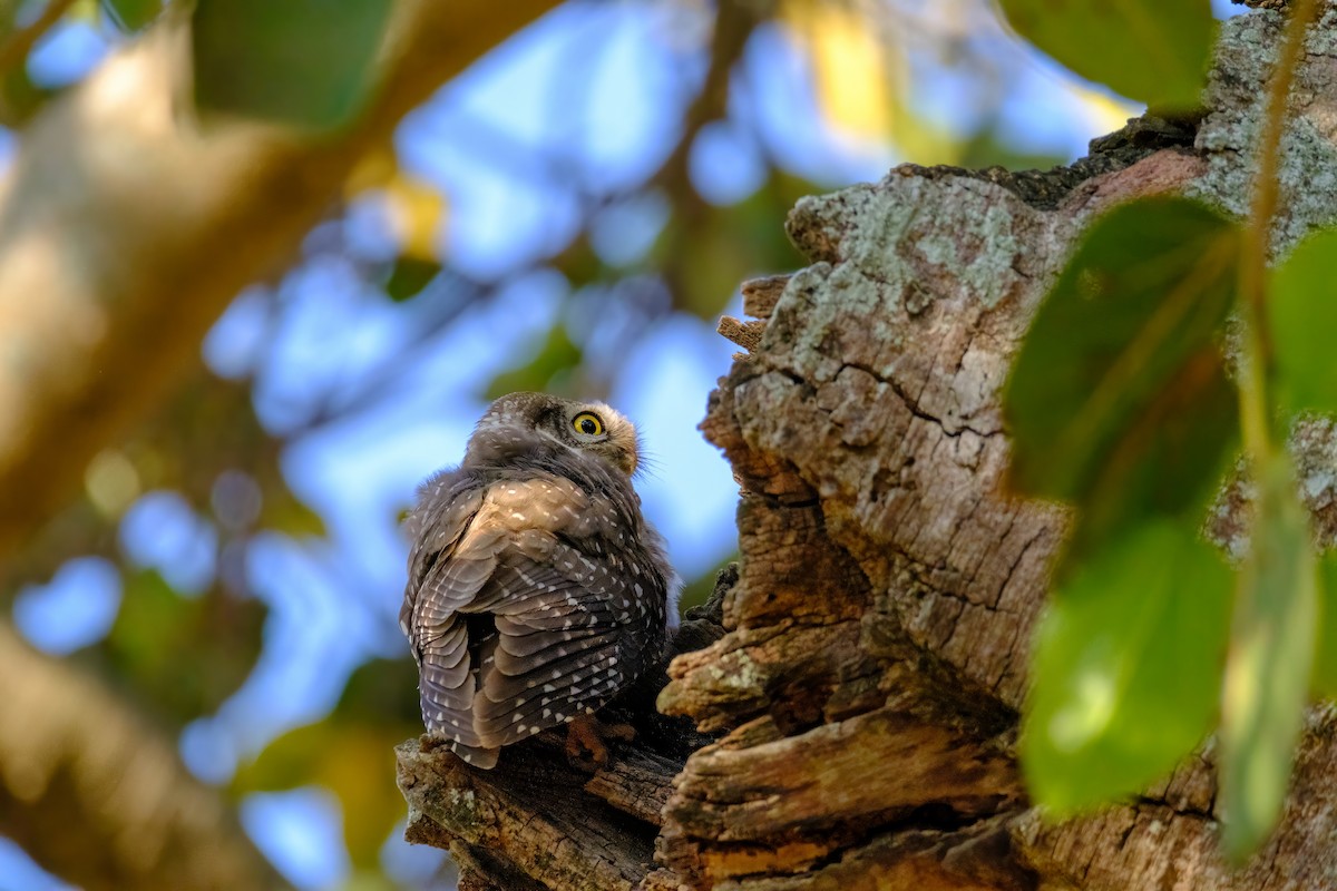 Spotted Owlet - Nara Jayaraman