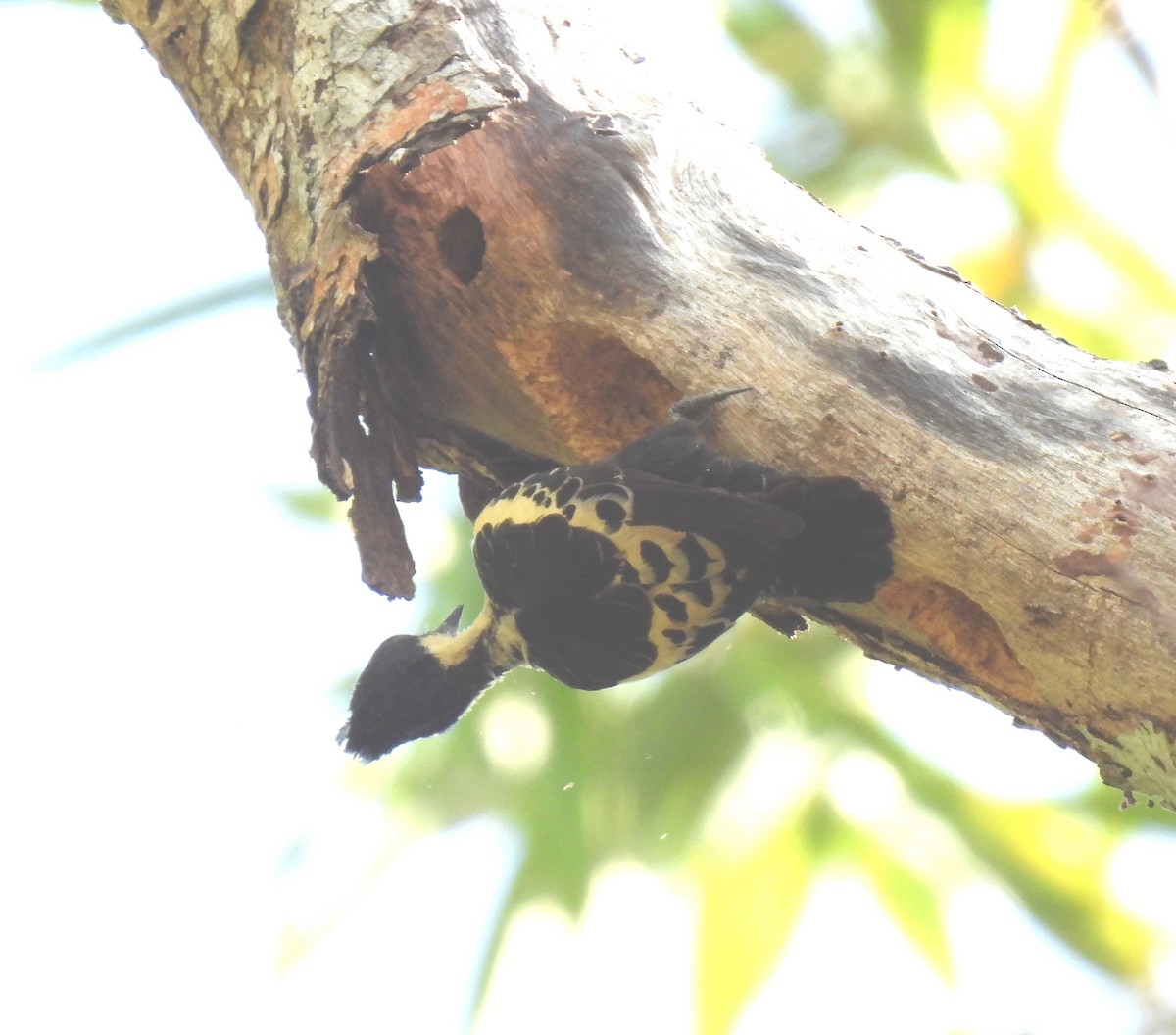 Heart-spotted Woodpecker - Rama M V