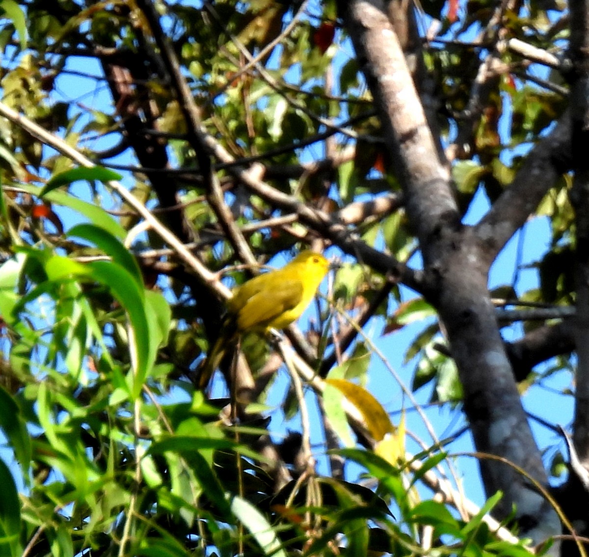 Yellow-browed Bulbul - ML615125007