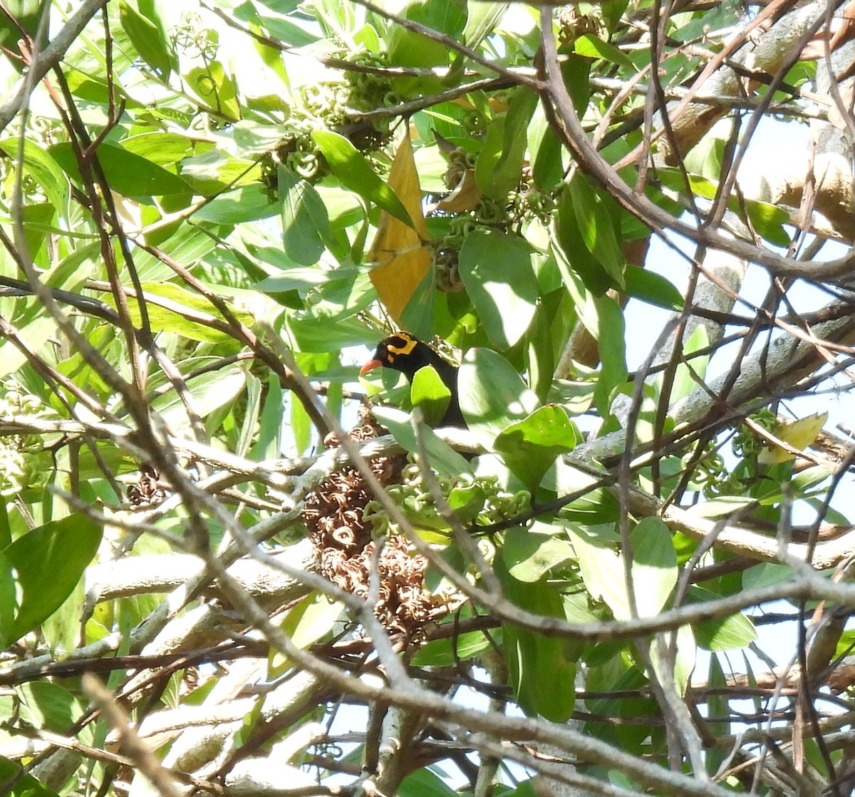 Southern Hill Myna - ML615125044