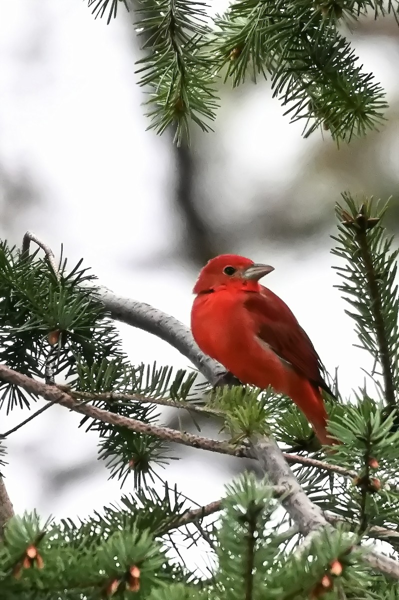 Summer Tanager - ML615125142