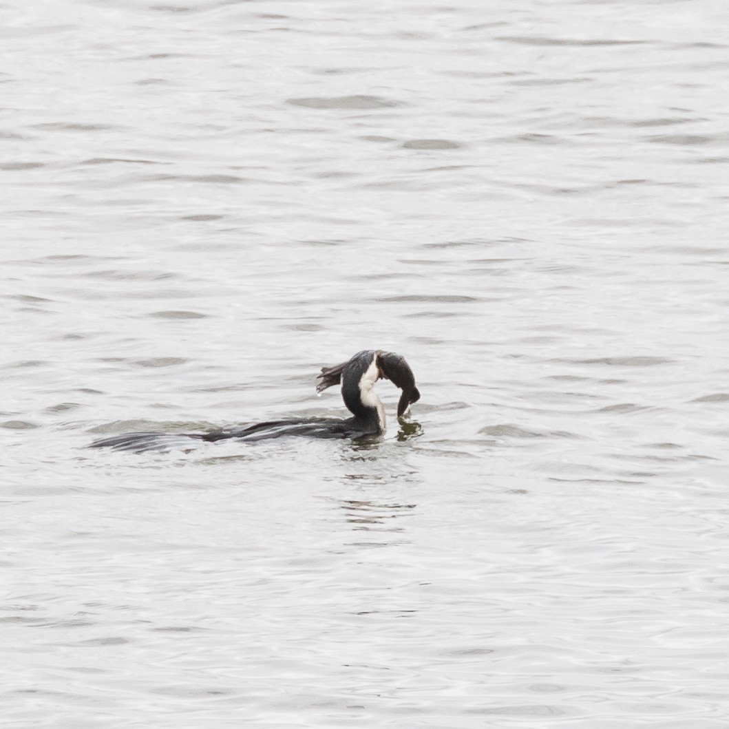 Little Pied Cormorant - ML615125195