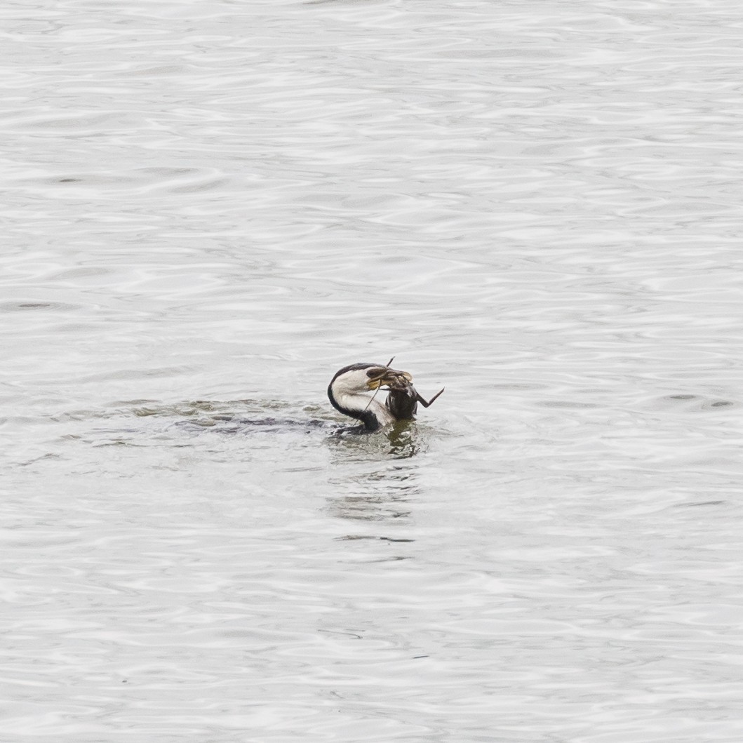 Little Pied Cormorant - ML615125196