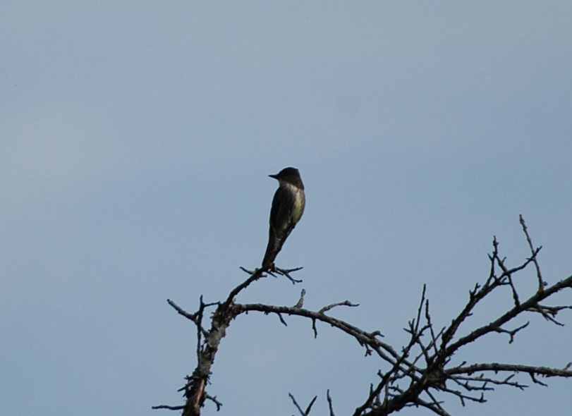 Olive-sided Flycatcher - ML615125209