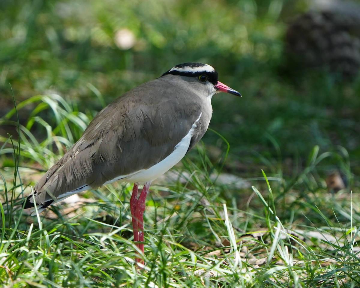 Crowned Lapwing - ML615125274