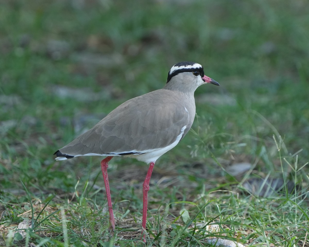 Crowned Lapwing - ML615125289