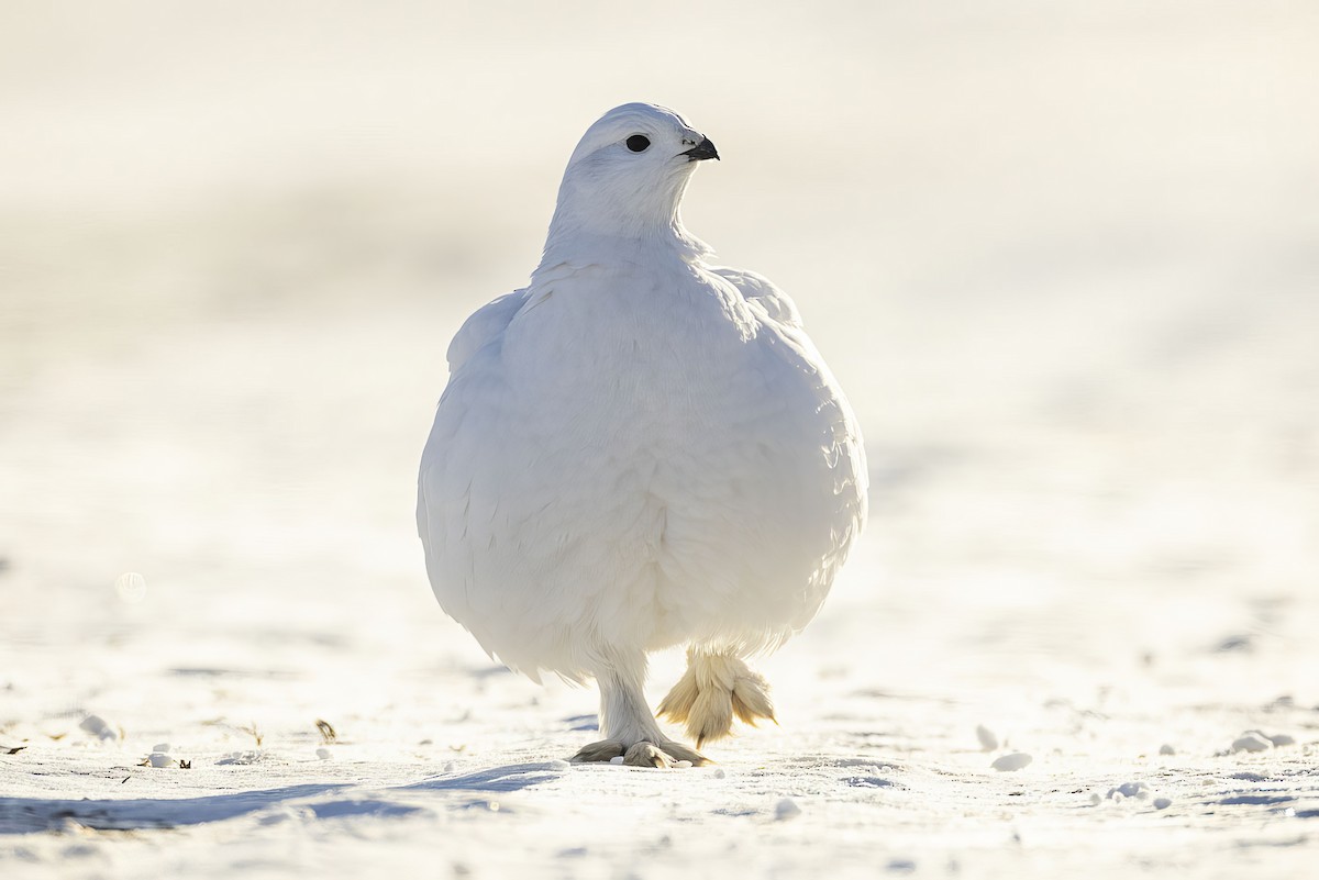 Willow Ptarmigan - ML615125291