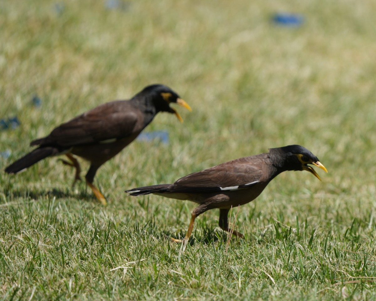 Common Myna - ML615125292