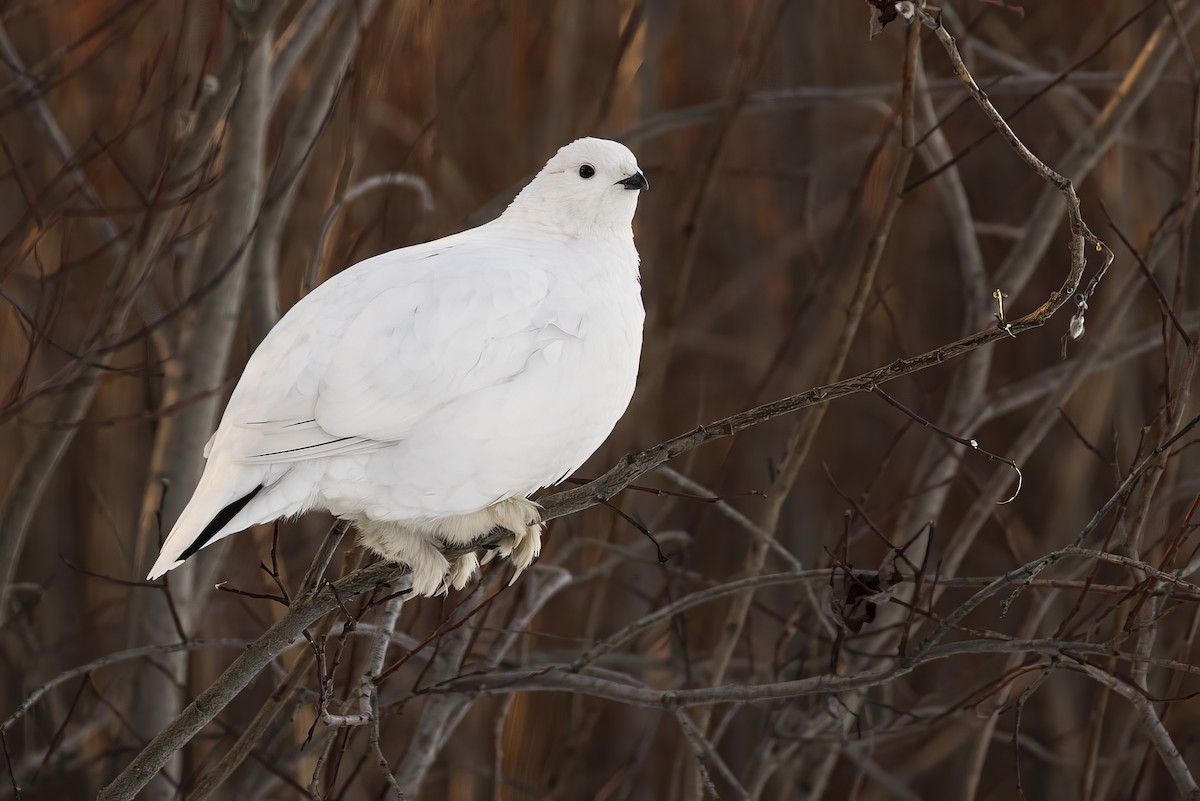 Willow Ptarmigan - Gerald Romanchuk