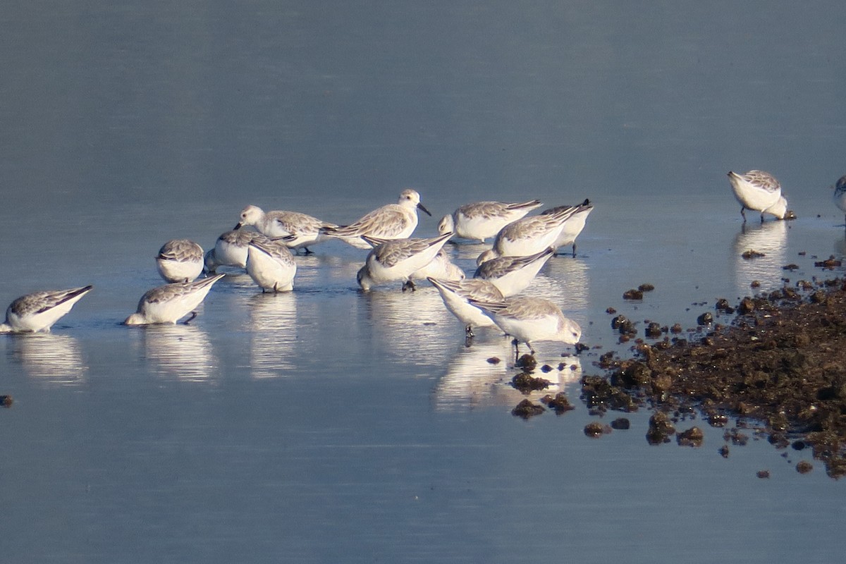 Bécasseau sanderling - ML615125325