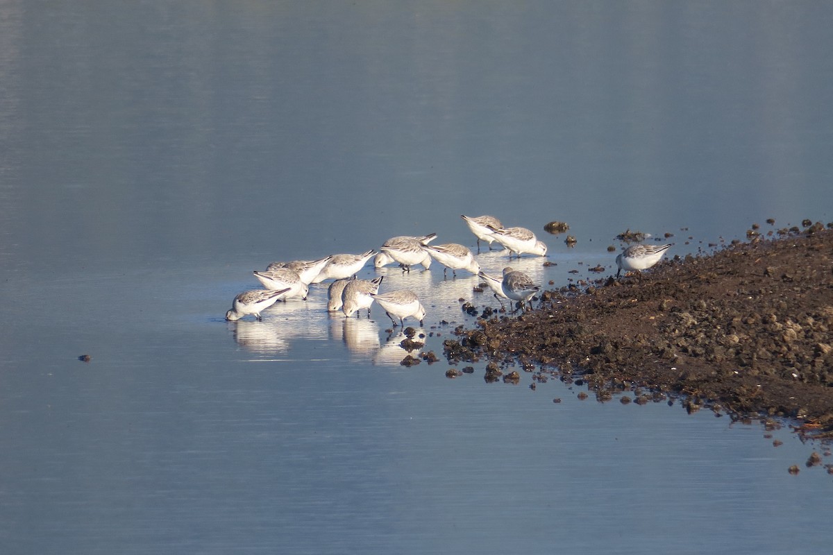 Bécasseau sanderling - ML615125326