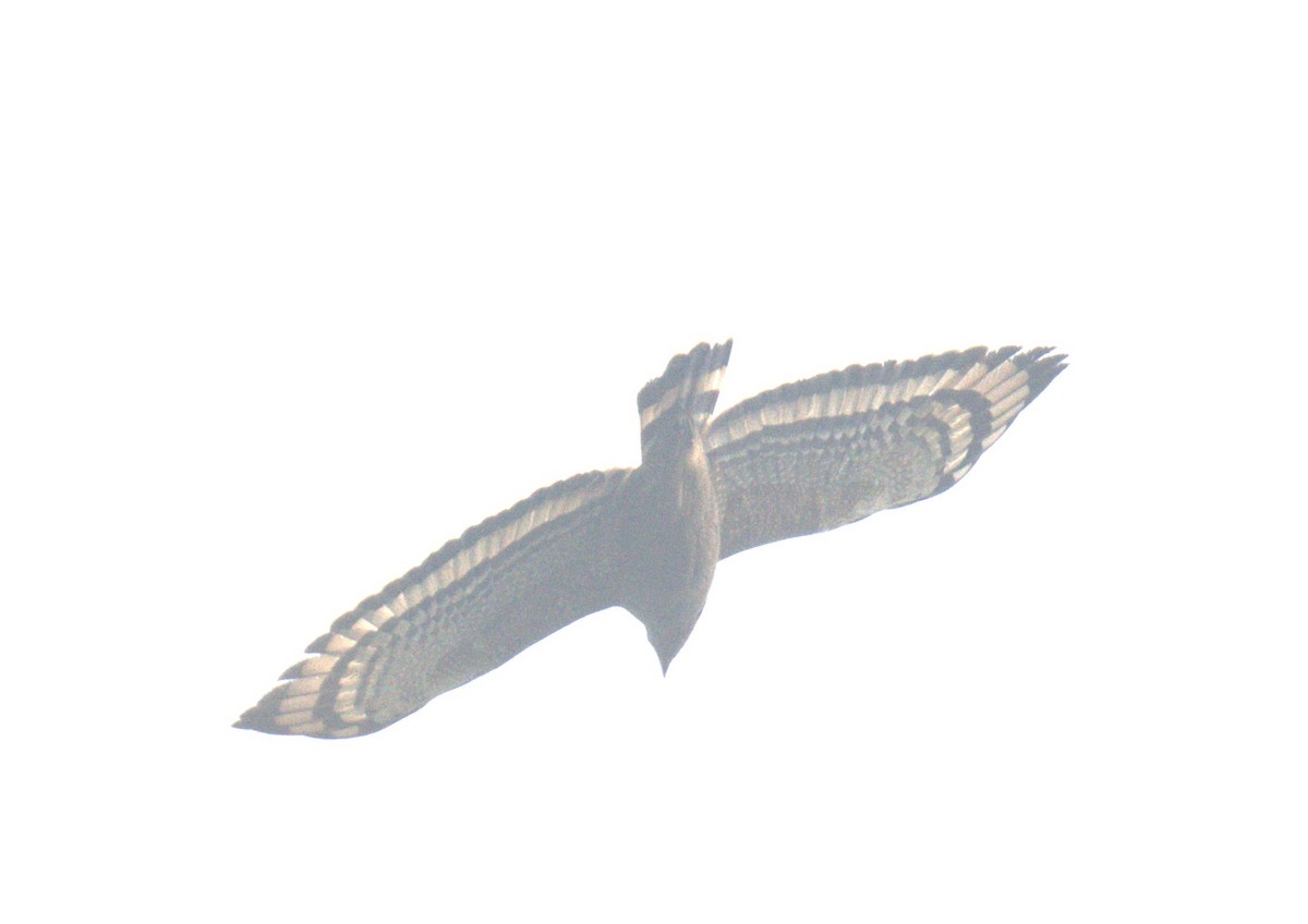 Crested Serpent-Eagle - Chitra Shanker