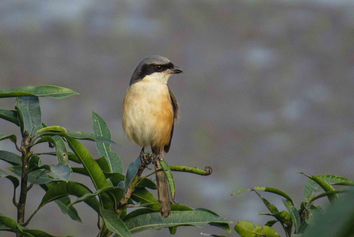 Gray-backed Shrike - ML615125367