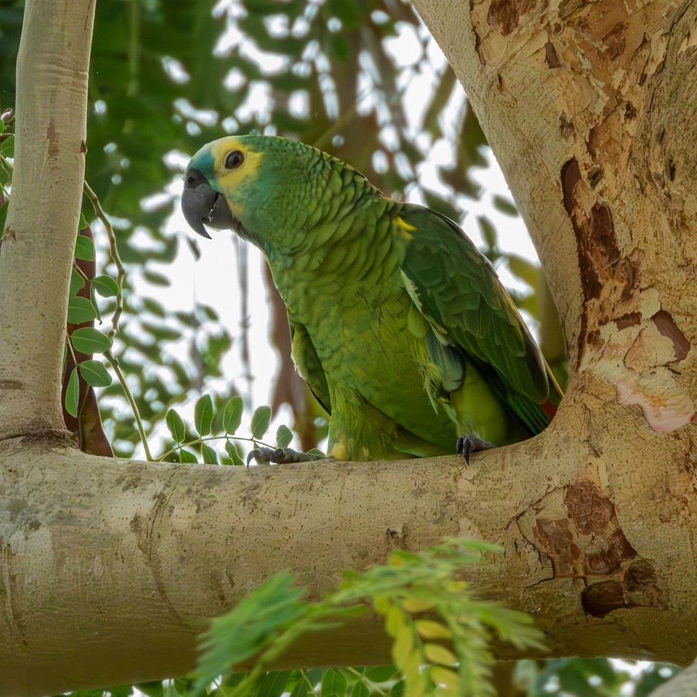 Turquoise-fronted Parrot - ML615125429