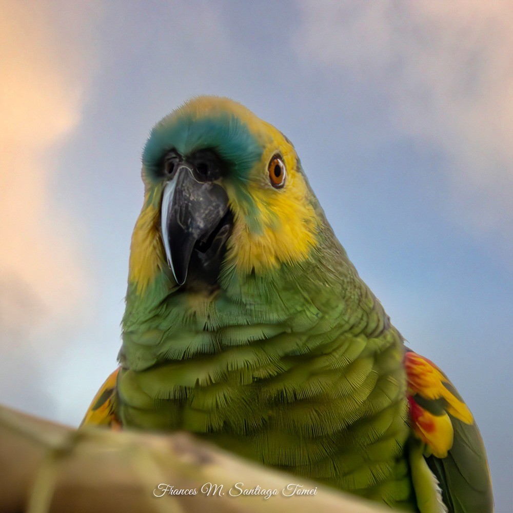 Turquoise-fronted Parrot - ML615125430