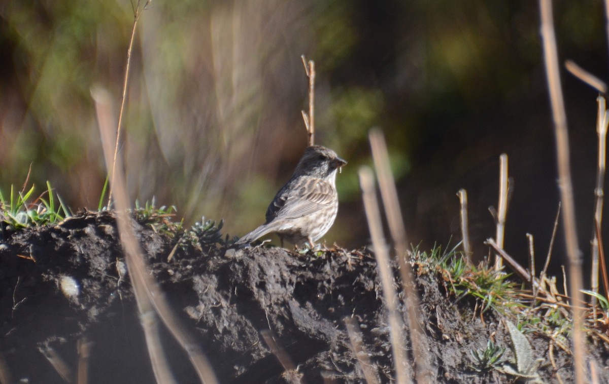 Pink-browed Rosefinch - ML615125461