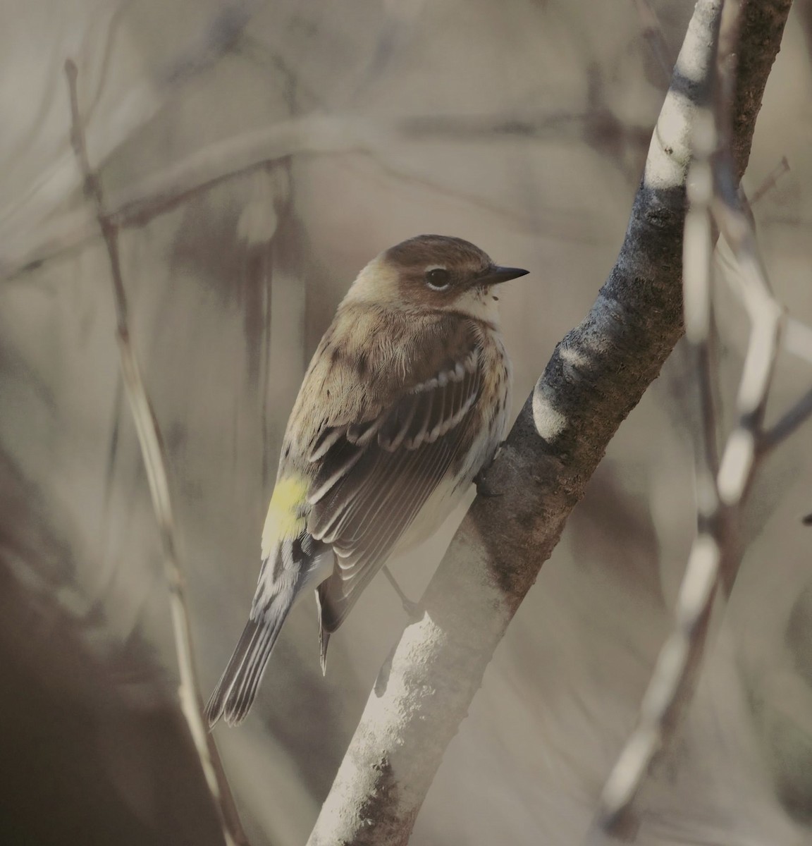 Yellow-rumped Warbler - Theresa Gessing