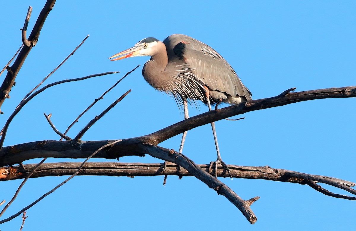 Great Blue Heron - ML615125506