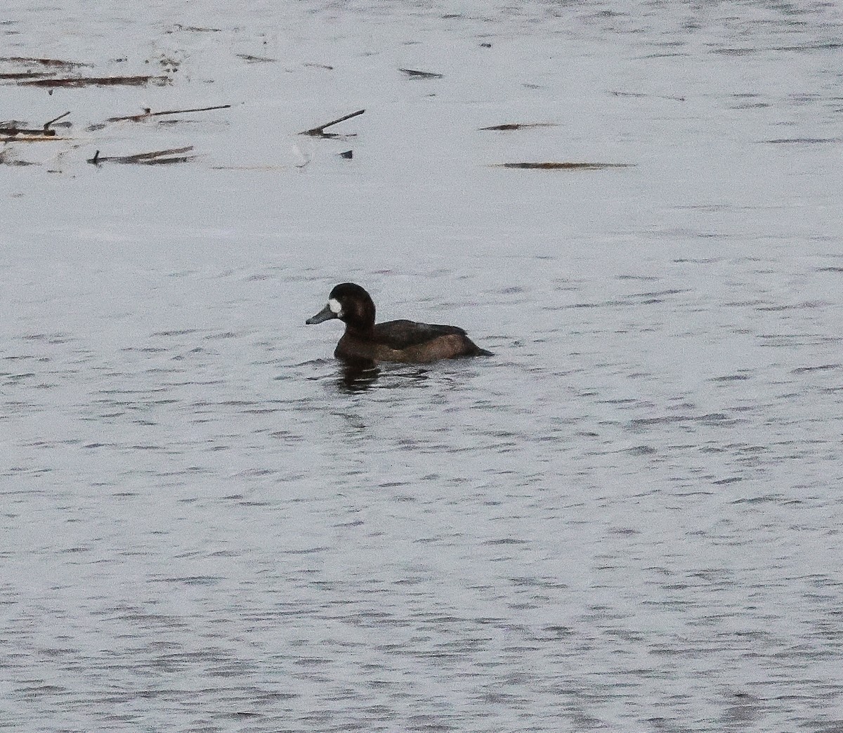 Greater Scaup - ML615125518