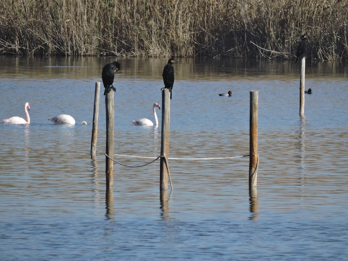 Great Cormorant - Claudia Pérez