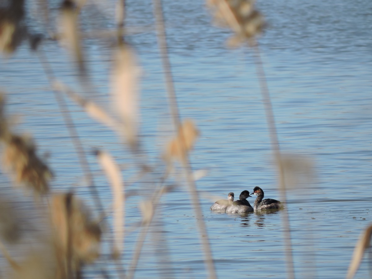 Little Grebe - Claudia Pérez