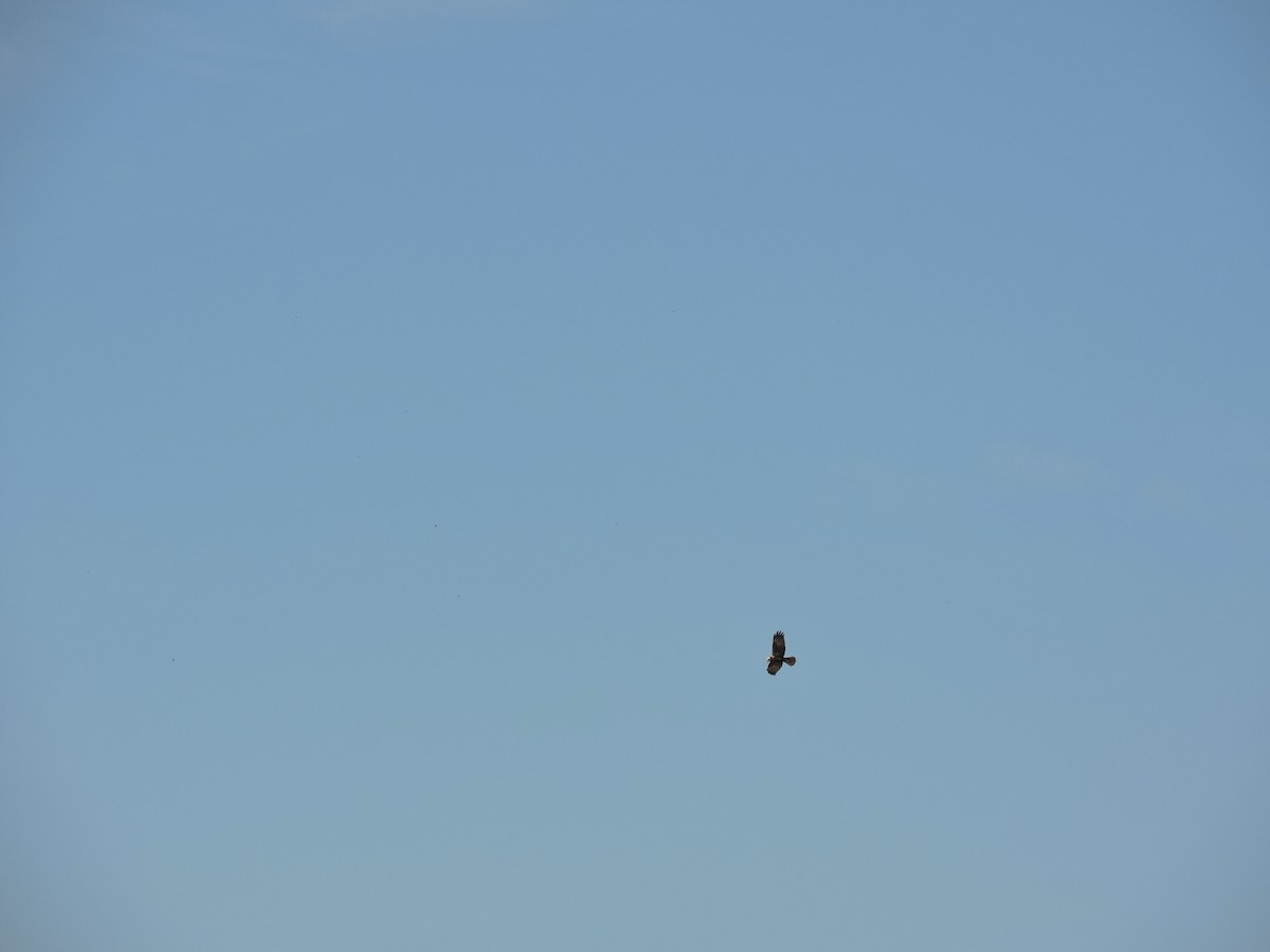 Western Marsh Harrier - Claudia Pérez