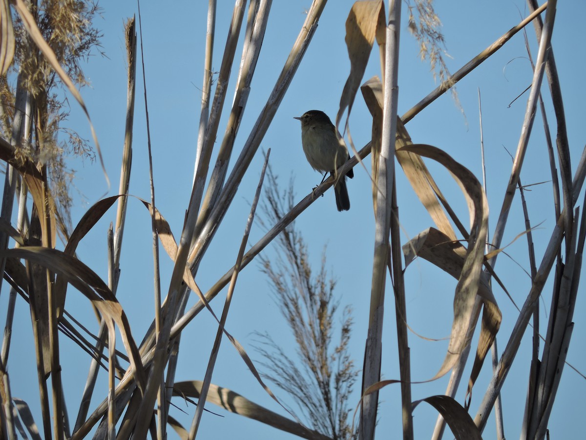 Common Chiffchaff - ML615125620