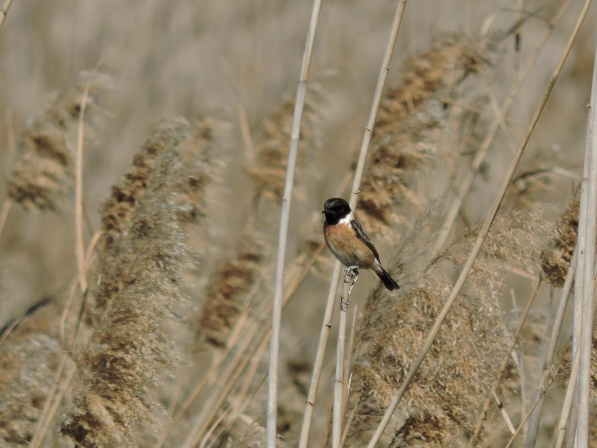 European Stonechat - ML615125626