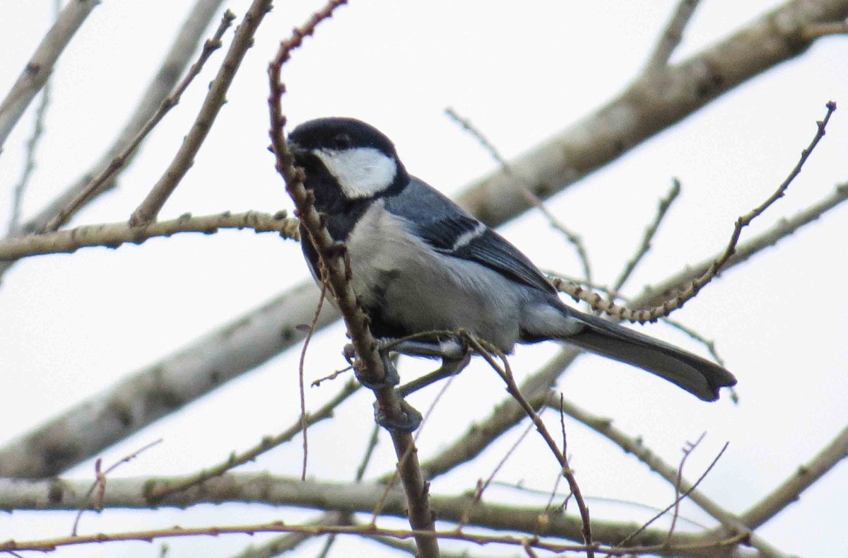 Cinereous Tit - ML615125639