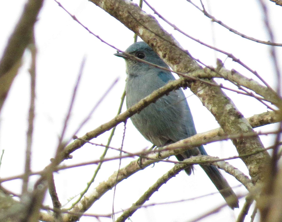 Verditer Flycatcher - ML615125650