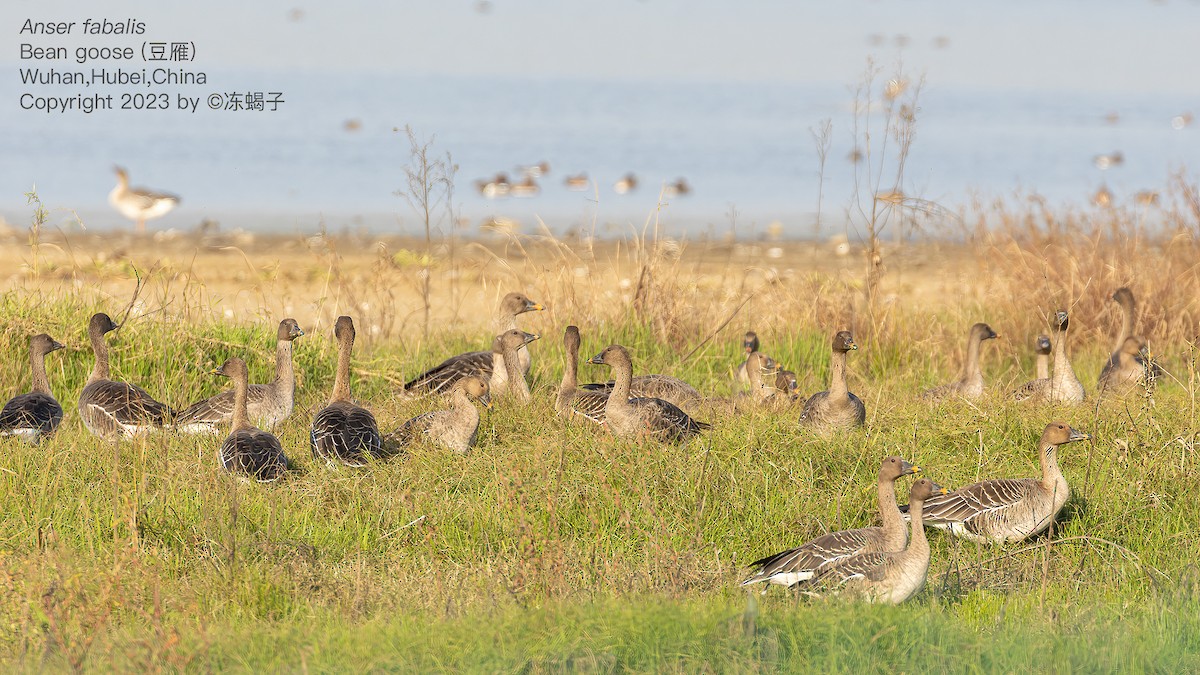 Waldsaatgans - ML615125694