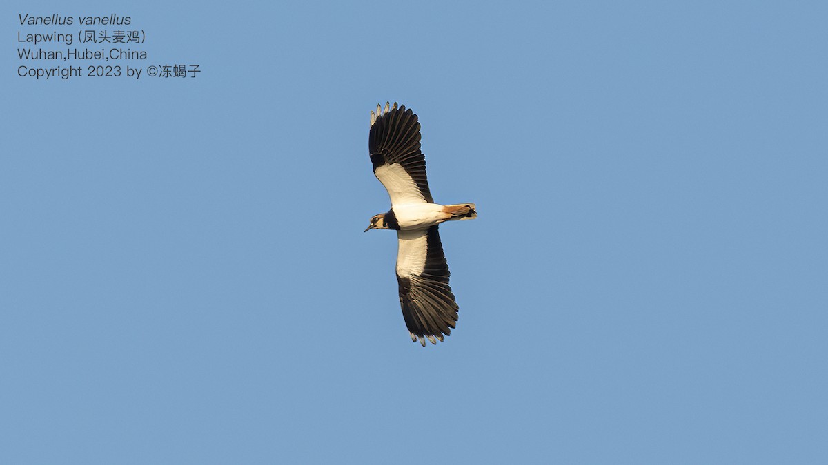 Northern Lapwing - ML615125700