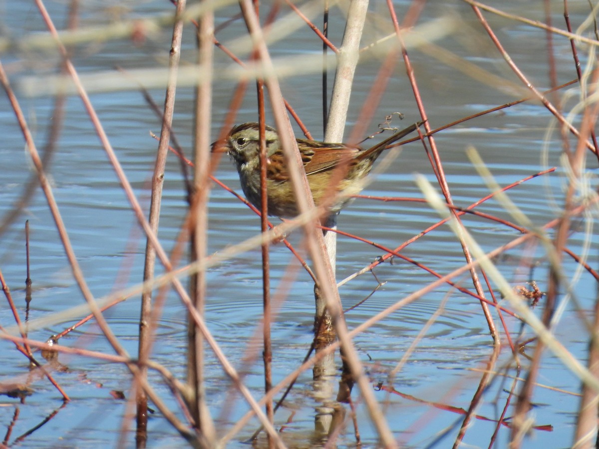 Swamp Sparrow - ML615125705