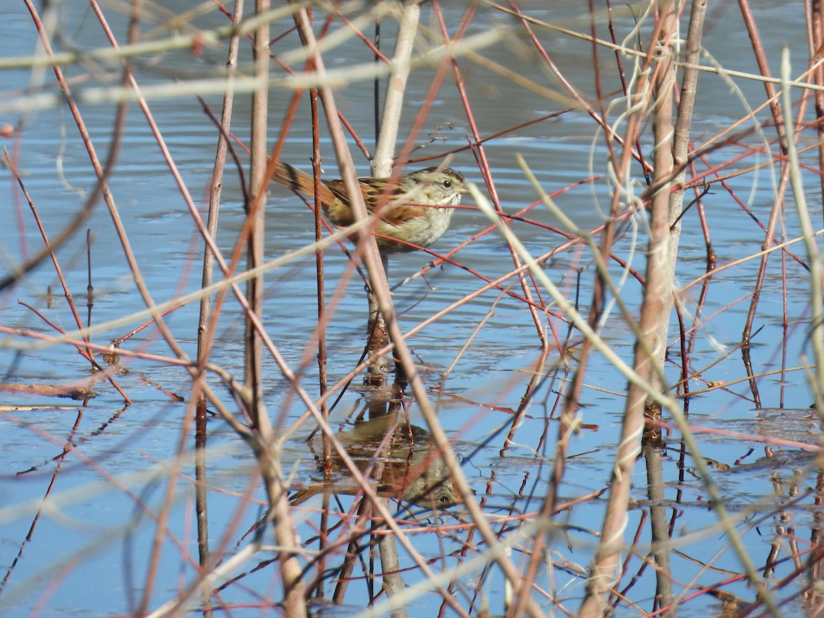 Swamp Sparrow - ML615125706