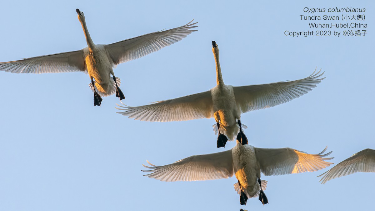 Tundra Swan - ML615125720