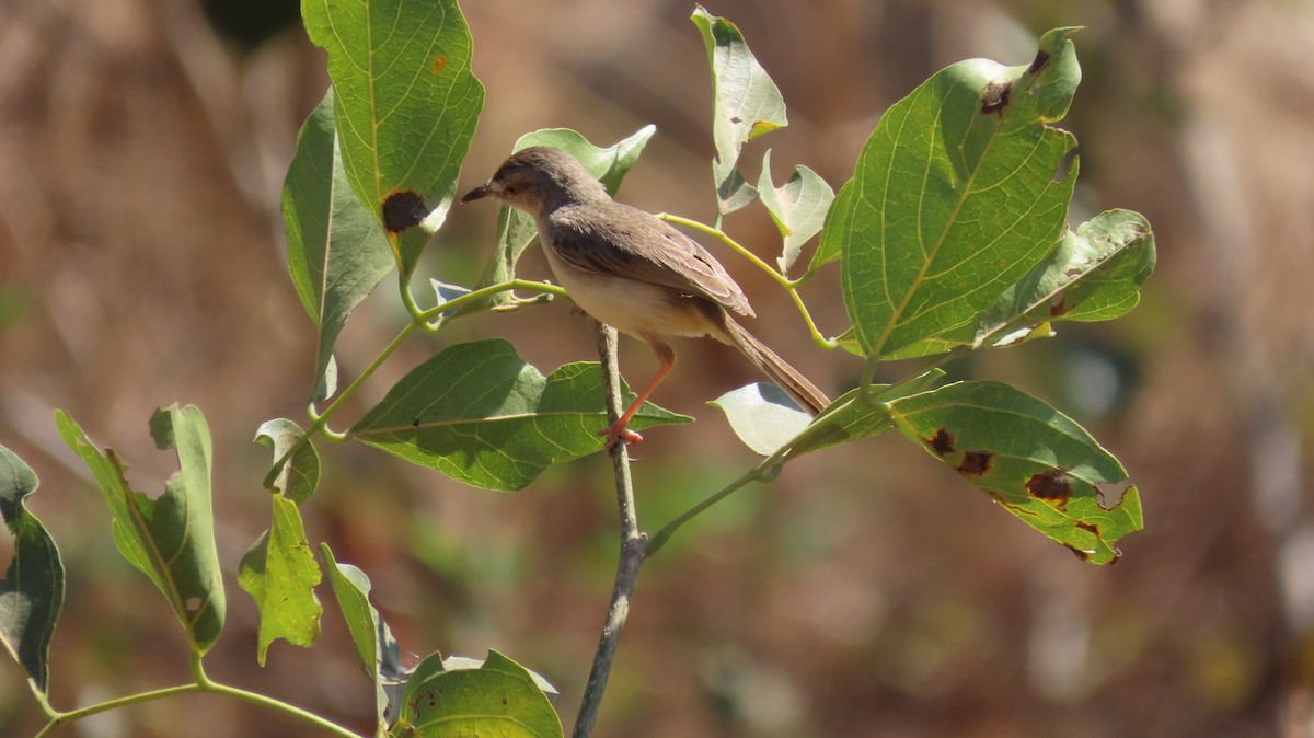 Plain Prinia - ML615125778