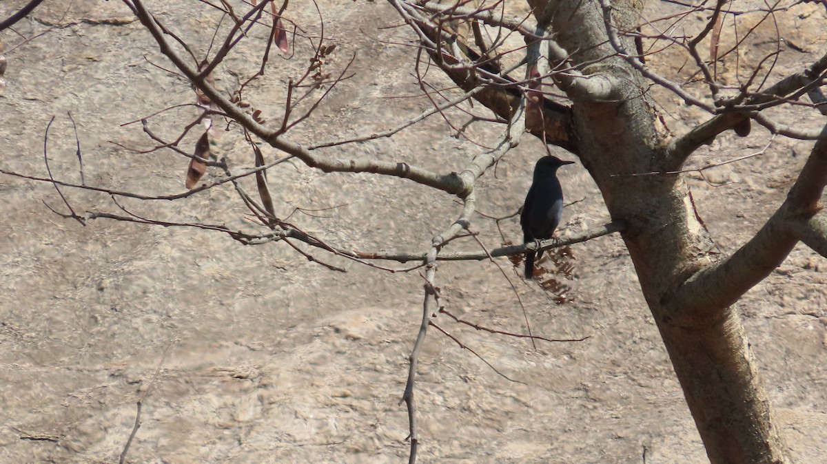 Blue Rock-Thrush - ML615125783