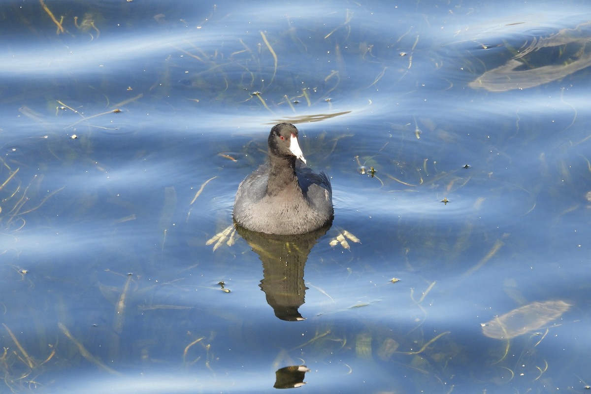 American Coot - Bobbie Elbert