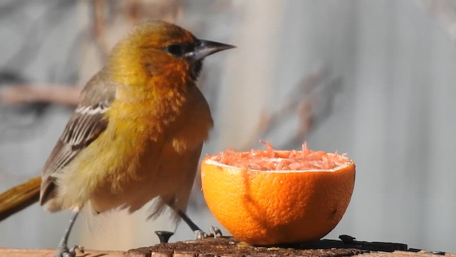 Streak-backed Oriole - ML615126054