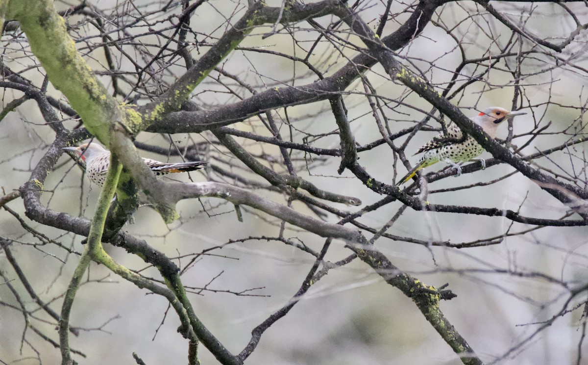 Northern Flicker (Red-shafted) - ML615126058