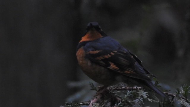 Varied Thrush - ML615126059