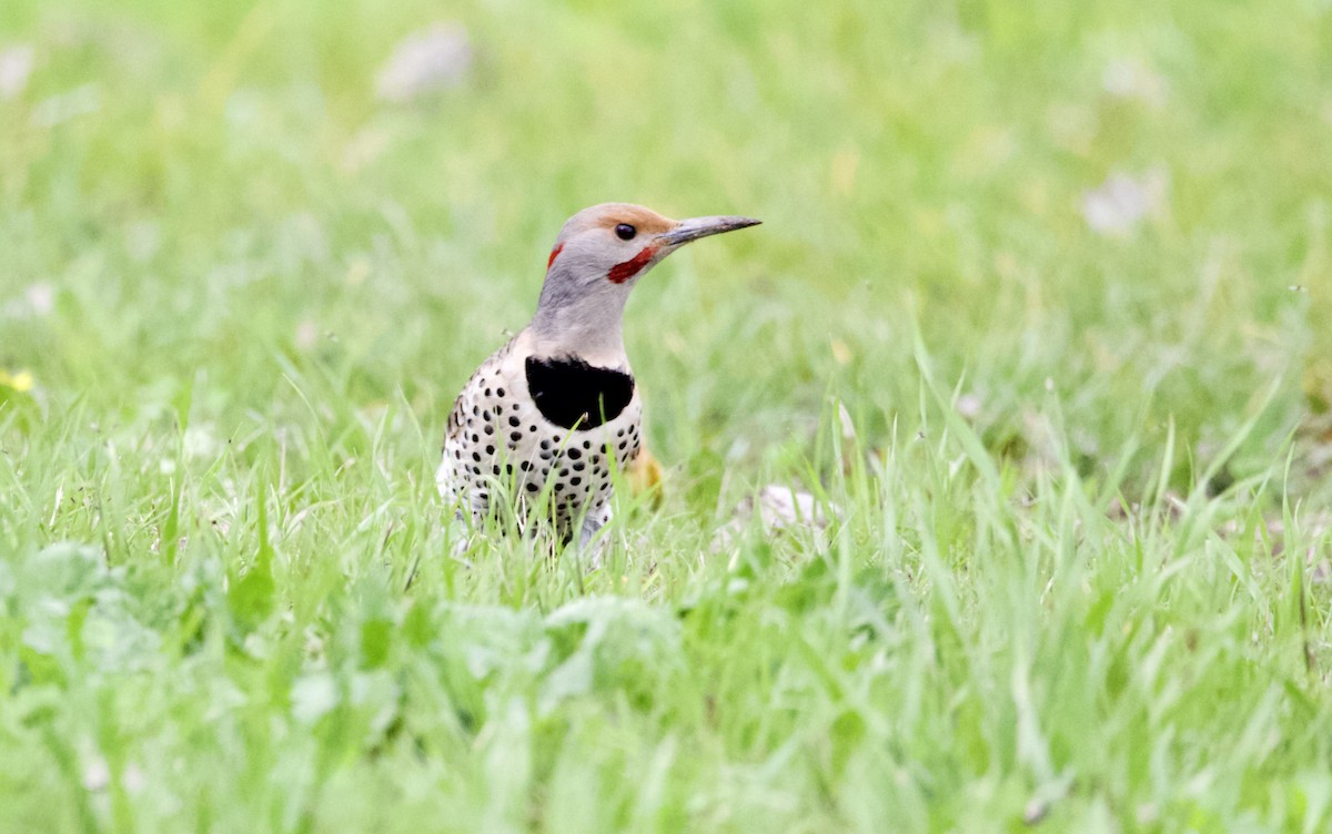 Northern Flicker (Yellow-shafted x Red-shafted) - kasey foley