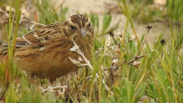 Smith's Longspur - ML615126094