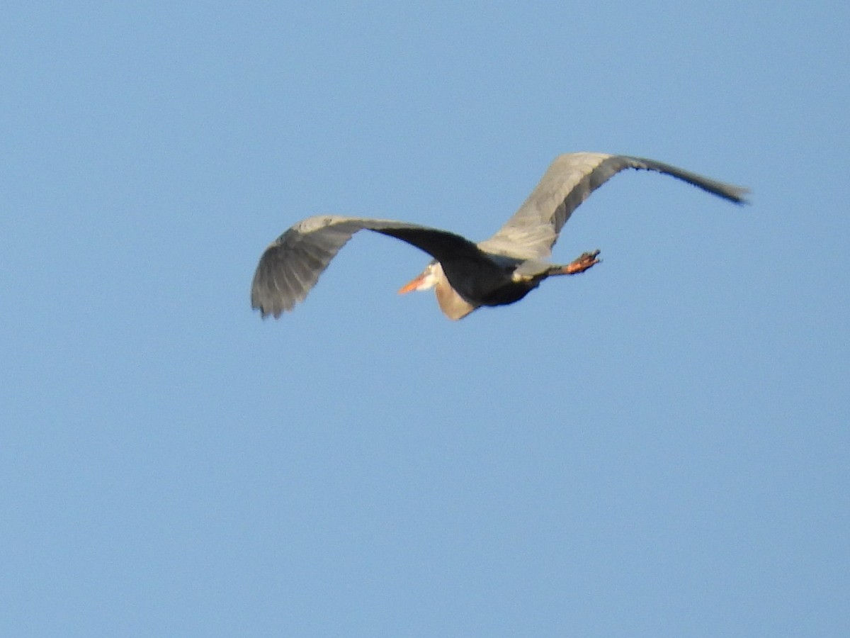 Great Blue Heron - Jeanene Daniels