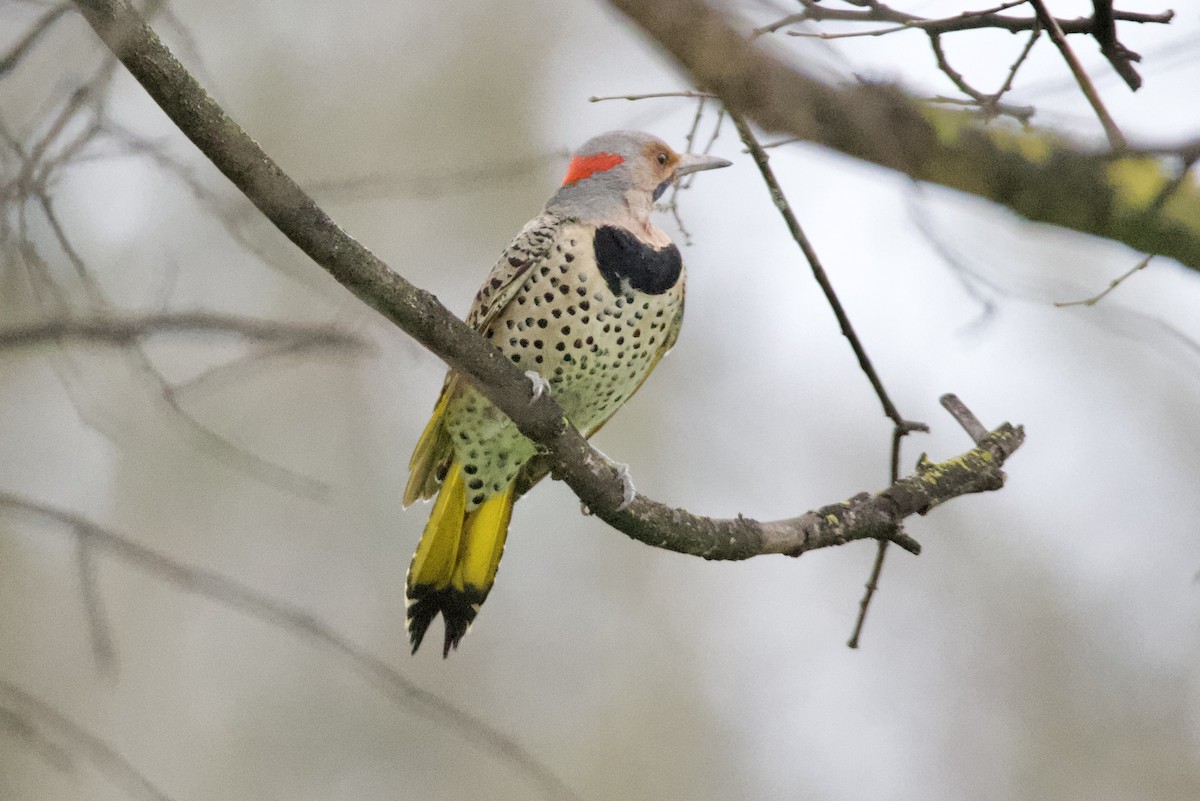 Northern Flicker (Yellow-shafted) - kasey foley