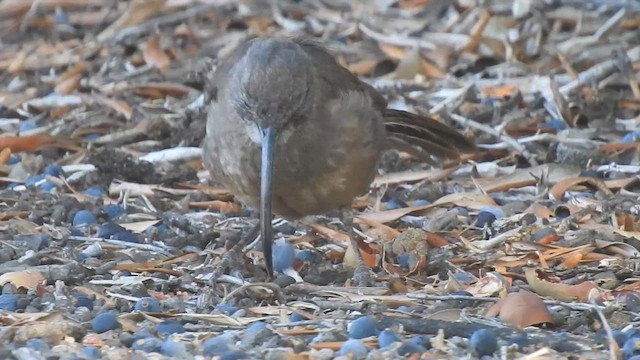 California Thrasher - ML615126144