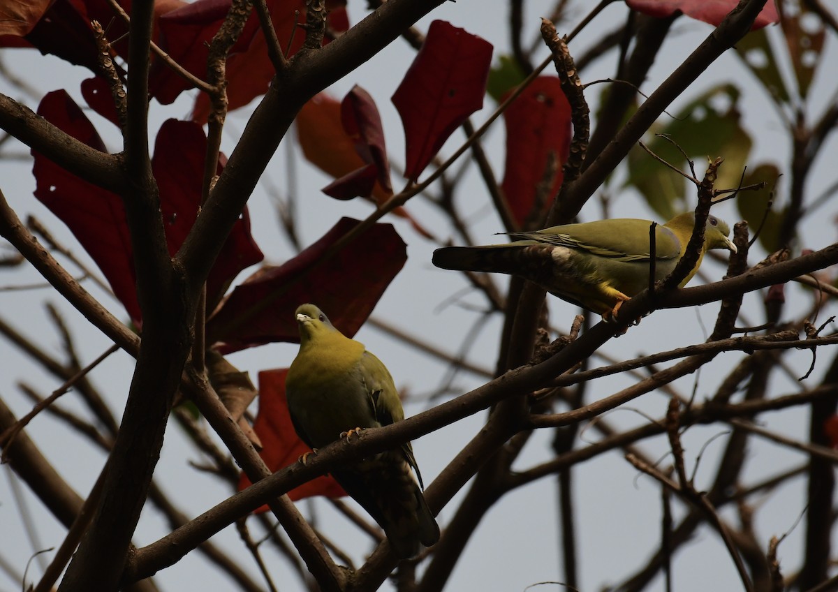 Yellow-footed Green-Pigeon - ML615126145