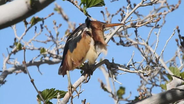 Least Bittern - ML615126201