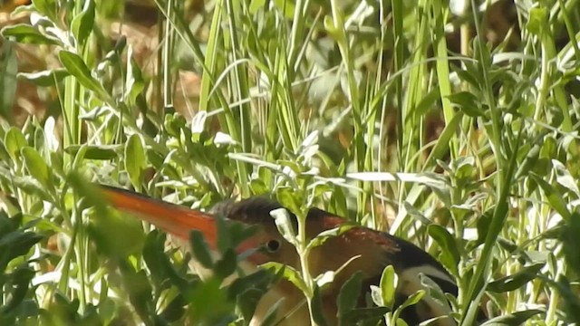 Least Bittern - ML615126206